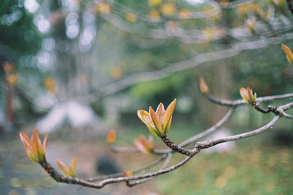 Fujicolor 200